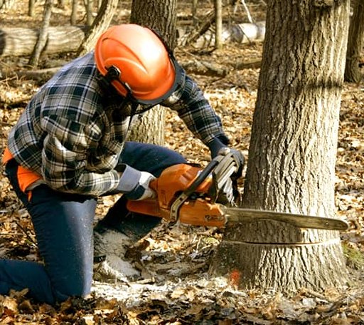 Tree Removal in Vernon, MI